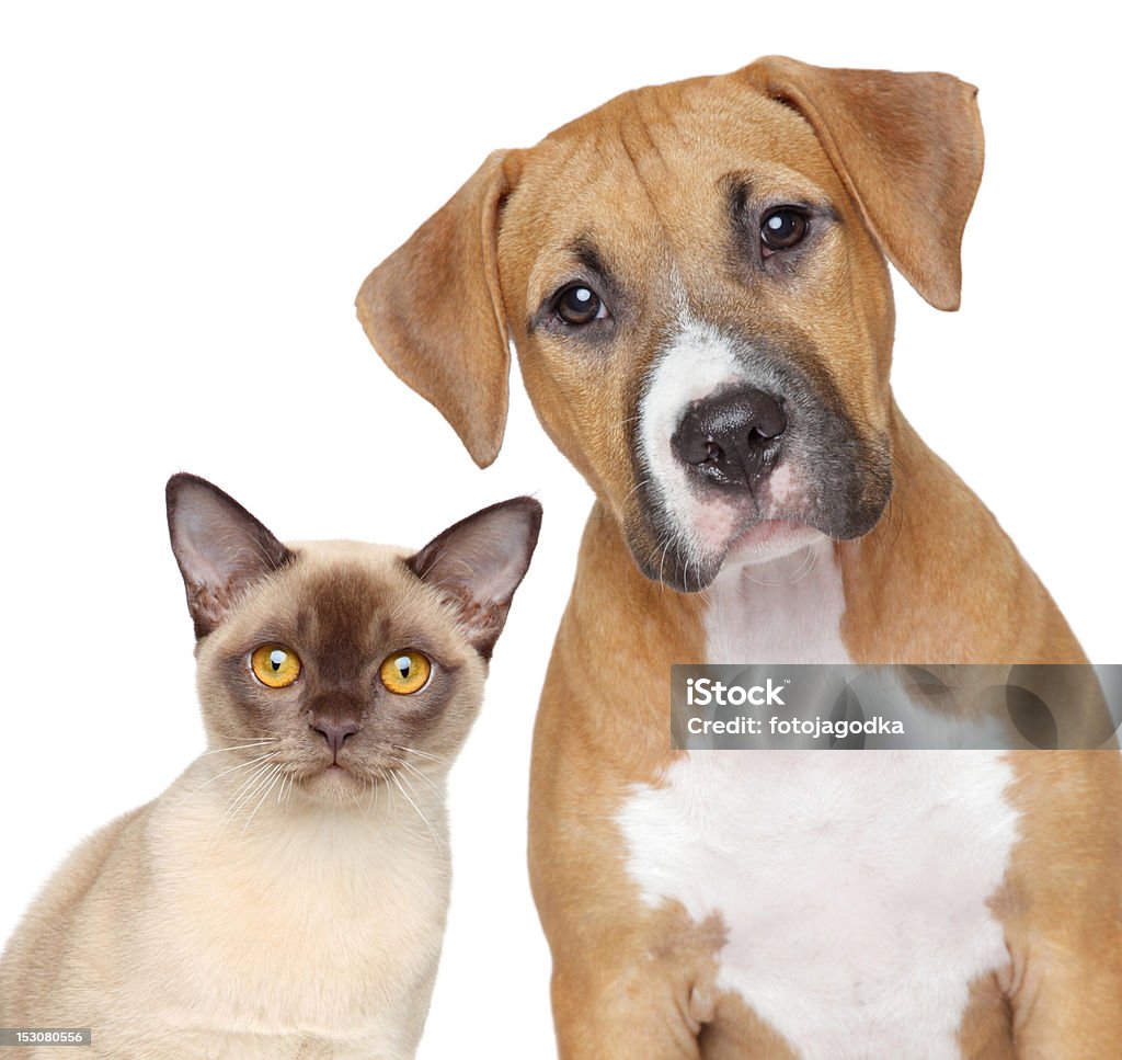 Cat and Dog portrait on a white background Burmese cat and Staffordshire Terrier portrait on white background Domestic Cat Stock Photo