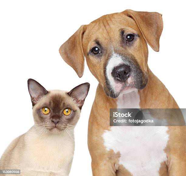 Cat And Dog Portrait On A White Background Stock Photo - Download Image Now - Domestic Cat, Dog, Togetherness