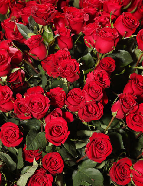 istock Bed of red roses 153080616