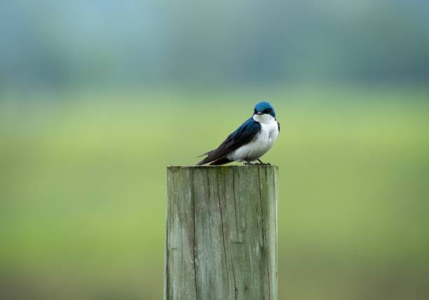 A tree swallow perched on a wooden post. Tachycineta bicolor.