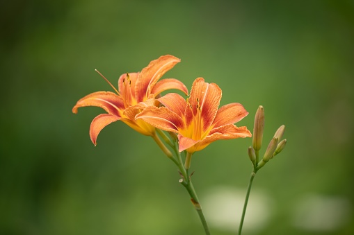 A closeup of two beautiful orange day-lilies isolated on a green background.