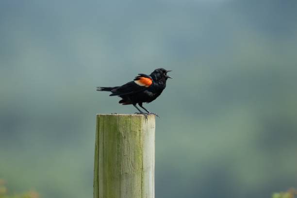 istock Male red-winged blackbird perched on a wooden post. 1530807473