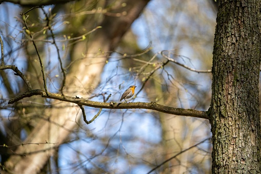 A European robin perched on a tree branch in a natural setting.