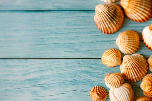istock Wooden blue background with beautiful brown white seashells and copy space 1530808138