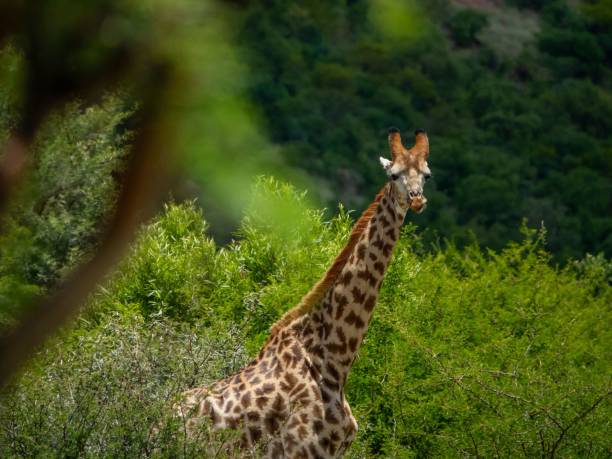 istock Majestic giraffe in a lush natural environment, with tall trees providing a backdrop 1530808749