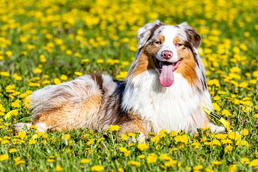A white and brown dog is sitting in a lush green meadow with its tongue hanging out, surrounded by yellow and pink flowers