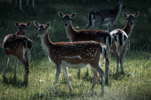 istock a herd of deer in a grassy field next to a forest 1530808876