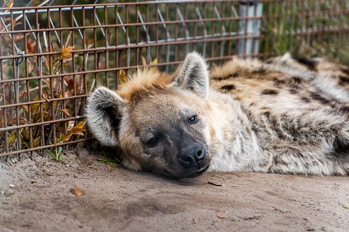 A closeup of a hyena in a cage of a zoo