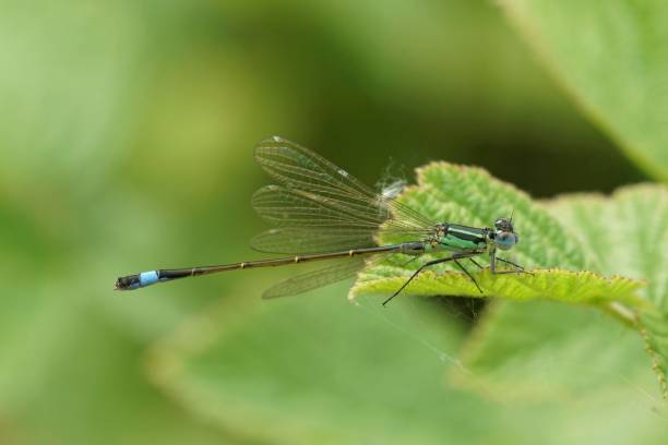 istock Closeup on a common bluetail damselfly, Ischnura elegans sitting 1530812732
