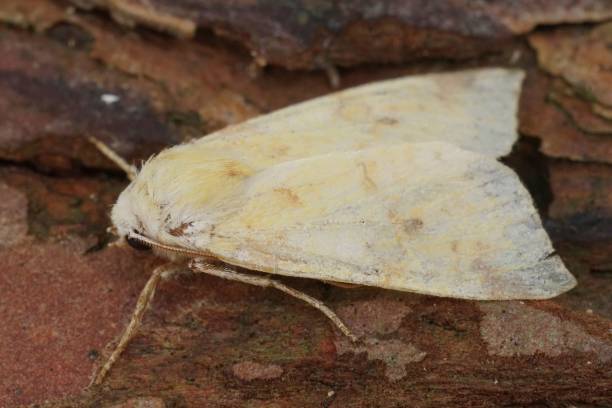 istock Closeup on the sallow moth, Xanthia icteritia sitting on wood 1530817998