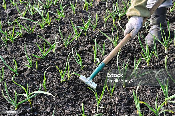 Raking Knoblauchplantage Stockfoto und mehr Bilder von Aktivitäten und Sport - Aktivitäten und Sport, Arbeiten, Bauernberuf