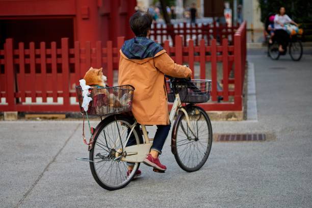 person riding a bike with shiba as passenger at asakusa temple, tokyo, japan - chinese temple dog imagens e fotografias de stock