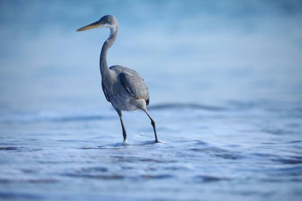 istock Gray heron standing in beach 1530819288