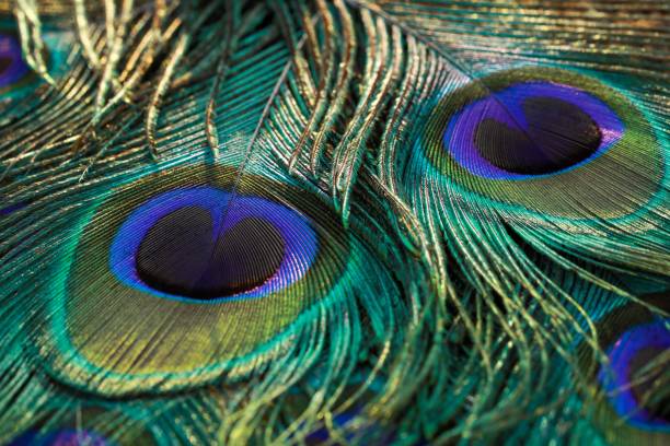 istock Closeup of Peacock feather background 1530819310