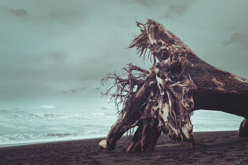 Dead tree on the Ruby Beach on a stormy day