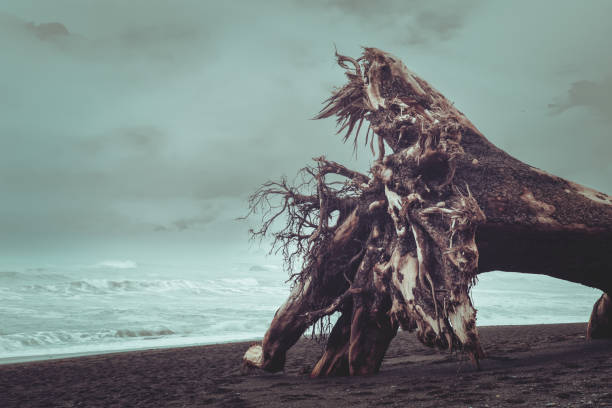 Dead tree on the Ruby Beach on a stormy day stock photo