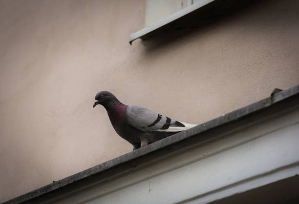 istock Gray pigeon perched on a wall of a stone building. 1530821108