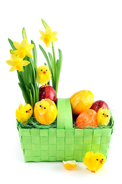 daffodil with easter eggs and young chicken in green basket at white background. one chicken sitting in a broken eggshells. easter seasonal.