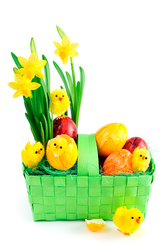 daffodil with easter eggs and young chicken in green basket at white background. one chicken sitting in a broken eggshells. easter seasonal.