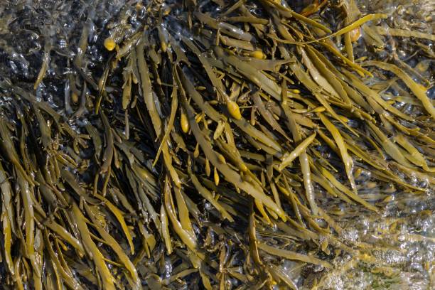 Bladderwrack seaweed on sea rock. Fucus vesiculosus Close up of Bladderwrack seaweed on sea rock. Fucus vesiculosus cut weed stock pictures, royalty-free photos & images