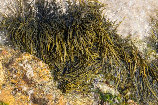 istock Bladderwrack seaweed on sea rock 1530824102