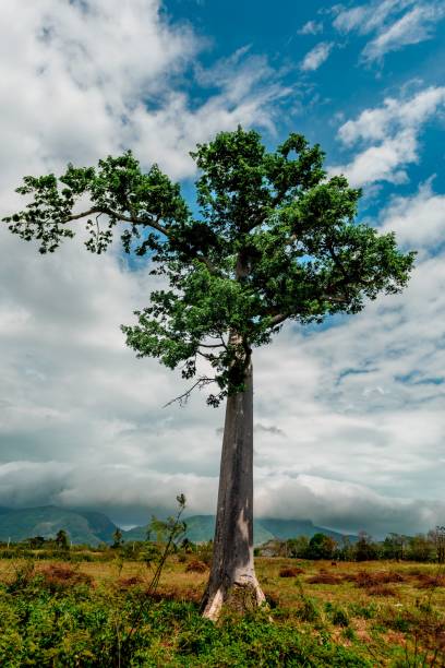 istock A big tree stand alone with a background full of clouds and mountains under a tropical day 1530825740