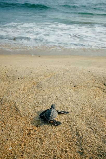 istock Sea turtle on a sandy beach shoreline, Oaxaca 1530827331
