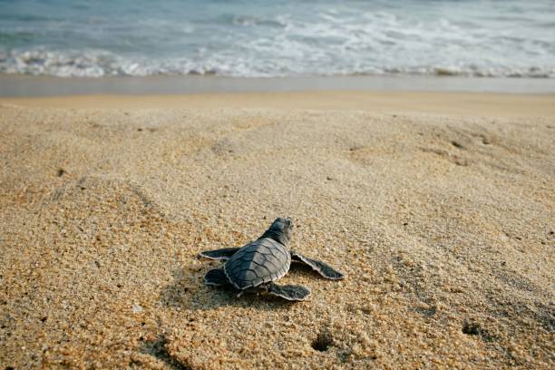 istock Sea turtle on a sandy beach shoreline, Oaxaca 1530827337
