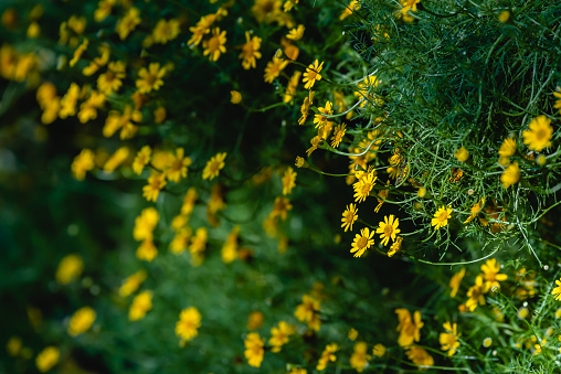 Little Yellow Star flowers in sunlight, cute little yellow flower garden for background wallpaper.