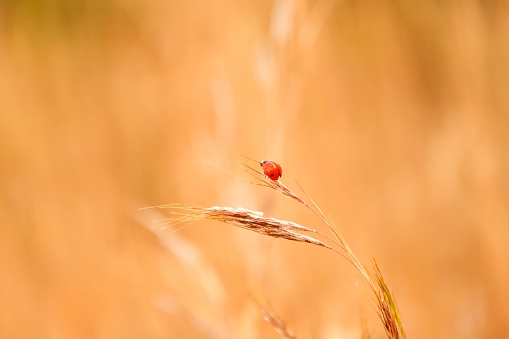 A vibrant red ladybug perched atop a golden wheat ear