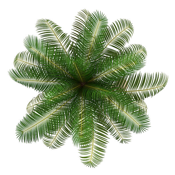 istock top view of coconut palm tree isolated on white background 153083799