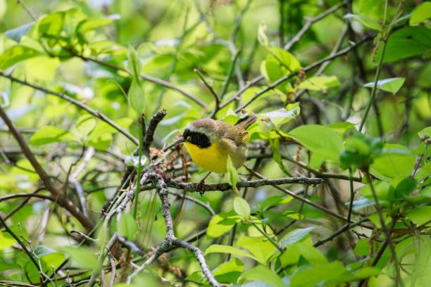 istock A common yellowthroat (geothlypis trichas) perched on a branch searching for food looking left 1530839583