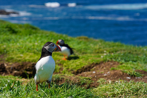 Fratercula arctica bird on the Treshnish isles. The puffins breed on Lunga, a small island of the coast of Mull.