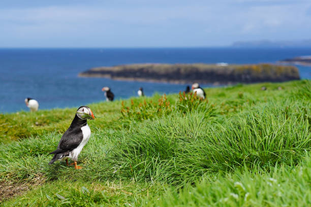 istock Atlantic puffin on the isle of Lunga in Scotland 1530843509