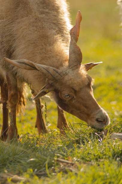 istock View of Hungarian racka sheep in greenery field 1530843511