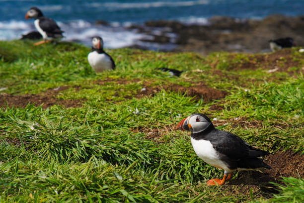 istock Atlantic puffin on the isle of Lunga in Scotland 1530843733