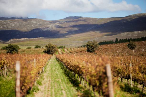 Scenic view of Creation Wine Estate in the Hemel en Aarde region of Hermanus, South Africa. A scenic view of Creation Wine Estate in the Hemel en Aarde region of Hermanus, South Africa. hermanus stock pictures, royalty-free photos & images