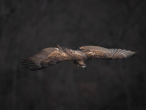 Bald Eagle dives to kill their prey.