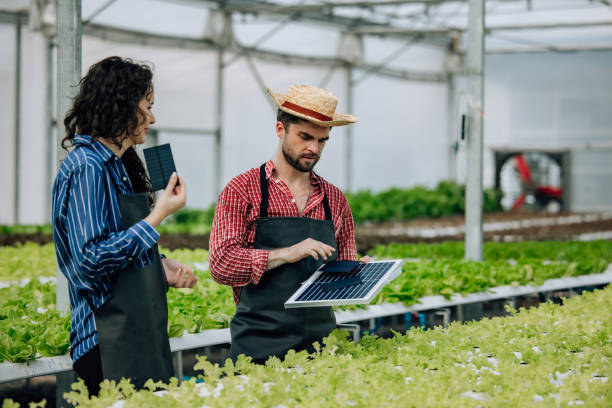 istock Veggie farm owners assess potential of installing solar panels to improve resource efficiency and save electricity costs. Environmentally friendly, budget-conscious of material prices, gear selection 1530844093