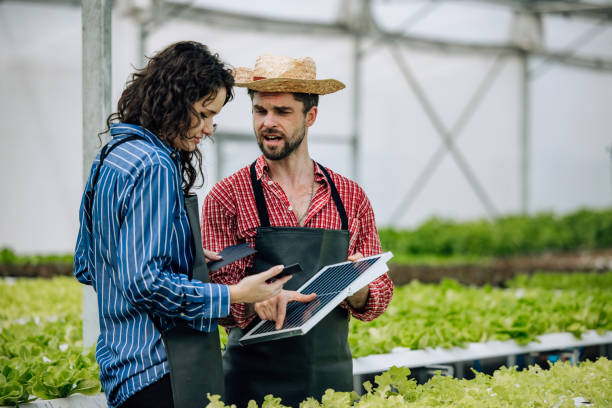 istock Veggie farm owners assess potential of installing solar panels to improve resource efficiency and save electricity costs. Environmentally friendly, budget-conscious of material prices, gear selection 1530844096