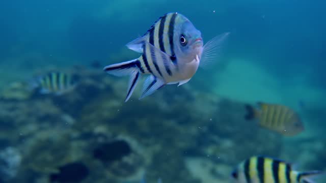 Tropical fish swim in blue waters.