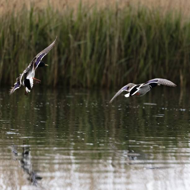 istock View of ducks flying over lake 1530844628