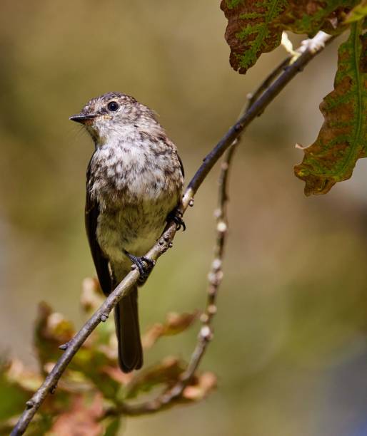 istock Spotted flycatcher perched on a tree branch. Muscicapa striata. 1530845815