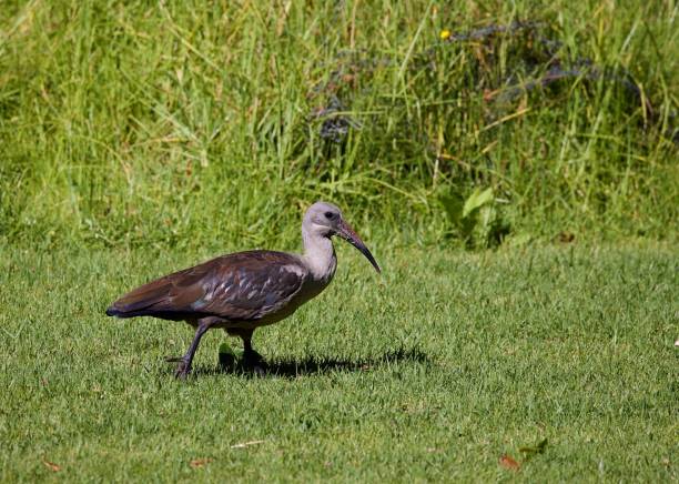 istock Hadeda ibis walking in a grassy meadow. Bostrychia hagedash. 1530845816