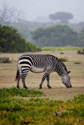 A zebra grazing in a green field in De Hoop Nature Reserve, South Africa.
