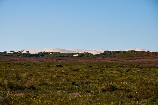 A tranquil landscape featuring a vast field and blue sky. De Hoop Nature Reserve, South Africa.