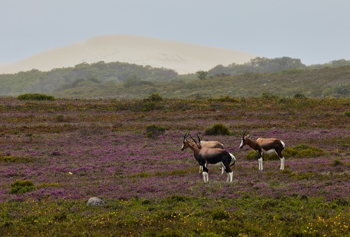A group of bonteboks in De Hoop Nature Reserve, South Africa.