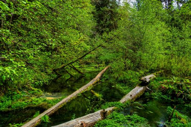 istock Scenic view of lush greenery in a forest 1530848111