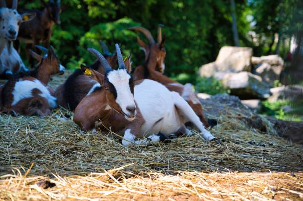 istock many goats laying and grazing on dry grass 1530850389
