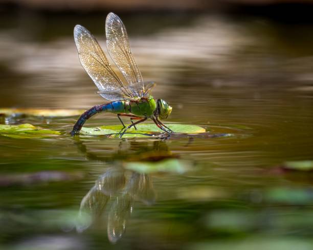 istock Small emperor dragonfly perched on a leaf in a freshwater river 1530850411